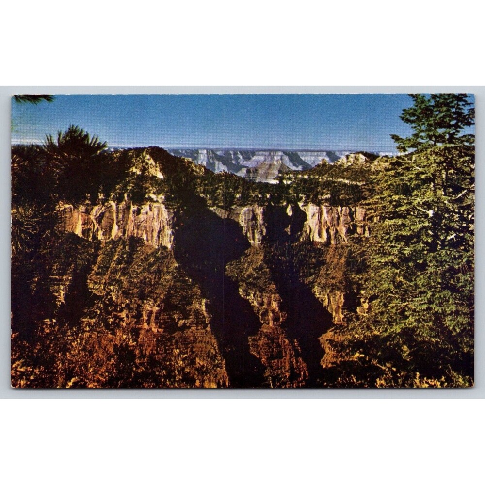 Vintage Grand Canyon Postcard C841 North Rim Mike Roberts Intermountain Tourist